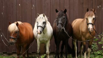 Crowdfunding für unsere Ponys - wir brauchen eure Hilfe!