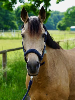 Gipsy Deutsches Reitpony Gipsy