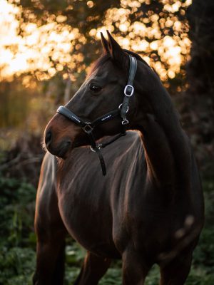 Mon petit Balou Mon petit Balou