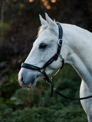 WhatsApp Image 2023-05-16 at 13.15.01 Fidorka